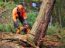 Best Tree Preservation Services  in Mount Morris, MI