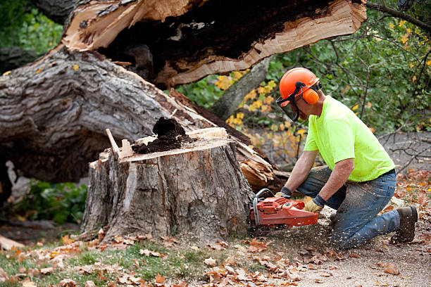 Best Tree Maintenance Programs  in Mount Morris, MI