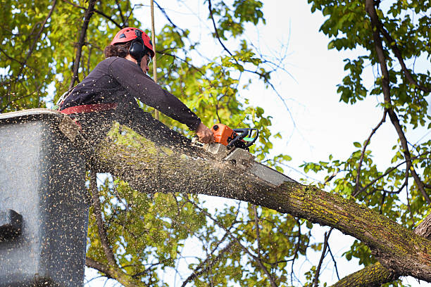 Best Tree Removal  in Mount Morris, MI